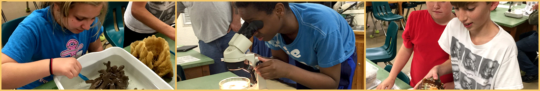 Students participating in an ocean life science activity